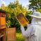 View of beekeeper collecting honey and beeswax