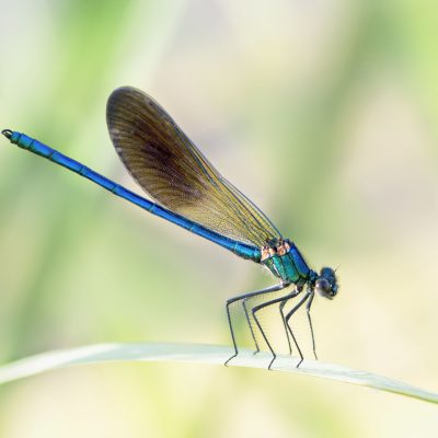 Closeup of a blue Damselflies on a leaf in a garden under sunlight with a blurry background