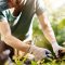 Close up of strong man in gloves cutting leaves in his garden. Farmer spending summer morning working in garden near countryside house.