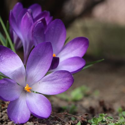 crocus 4073077 1280