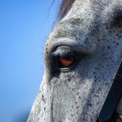 jkdesign1983 horse 5632882 1920
